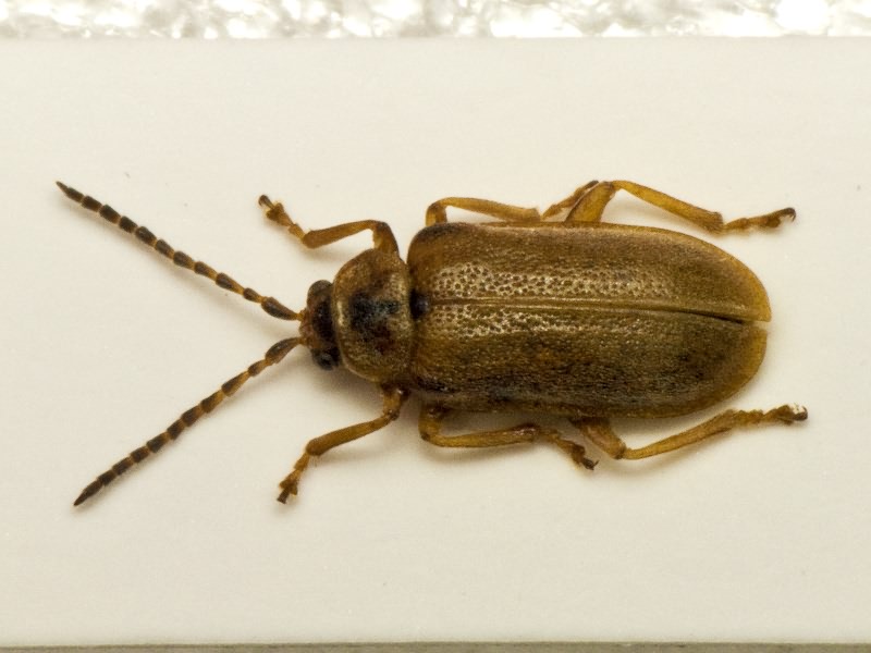 Galerucella nymphaeae (Linnaeus, 1758)